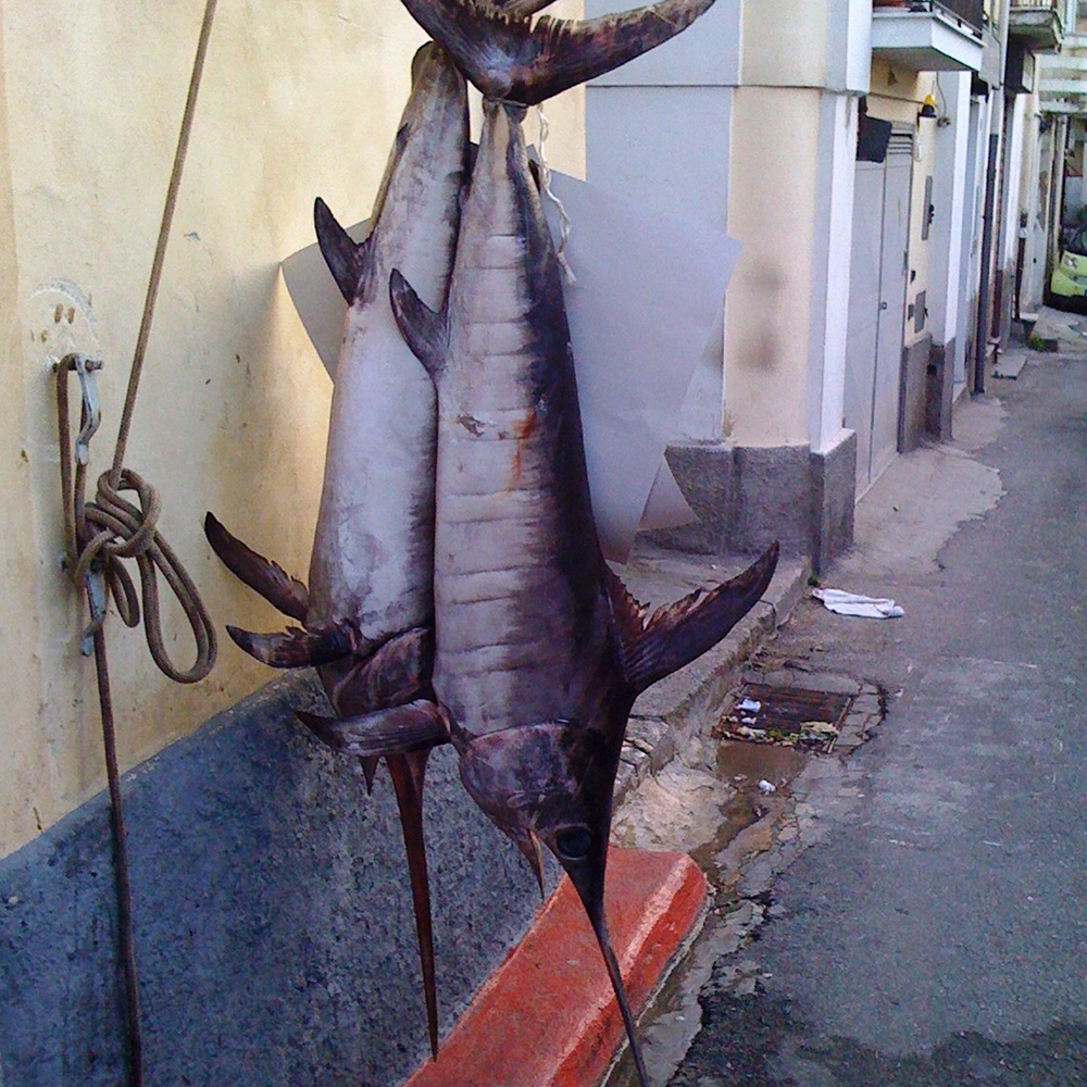 pedelon